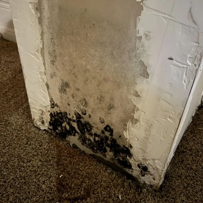 Professional Mold Removal in Brown County, TX